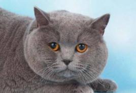 Fotografia, prețul, caracterul și descrierea pisicii albastre britanice nu este un forum sau Wikipedia și nu un videoclip, ci răspunsuri la întrebările frecvente