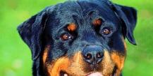 Ротвейлер - порода собак