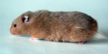 Hamster sirian, un rozător vesel, iute la minte