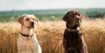 Labradoro veislės ypatybės: ką mes žinome apie šiuos šunis?