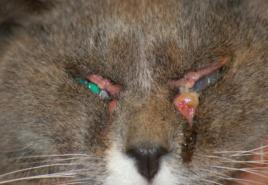 Akių ligos katėms: simptomai ir pagalba