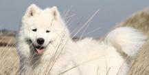 Samoyed dog: characteristics and photos of the breed, choice of puppy, price