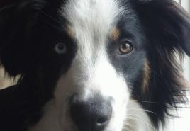 English Shepherd - breed, its characteristics and care