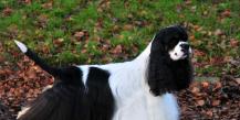 The main differences between the English Spaniel and the American Spaniel