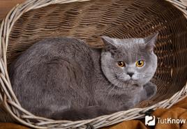 Breed of British Shorthair cats: description, price