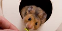 How many years do hamsters live and what does it depend on?