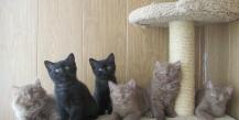British kittens - feeding, care and education