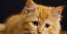 Geriausių katėms skirtų nuo kirmėlių tablečių pavadinimai