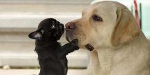 Labradoro šuo: nuotrauka, veislės aprašymas, charakteris ir savininkų atsiliepimai