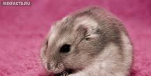 Cum să îngrijești un hamster Djungarian acasă?