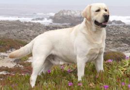 Labrador Retriever – an incorrigible optimist