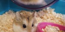 How long do hamsters live at home