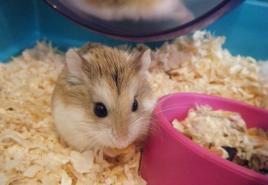 How long do hamsters live at home?