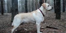 Labrador: description and advantages of the breed