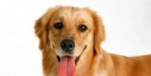 Дронтал для собак - противопаразитарный препарат