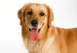 Drontal für Hunde - antiparasitäres Medikament