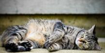 Drontal katėms: naudojimo instrukcijos, veisėjų atsiliepimai
