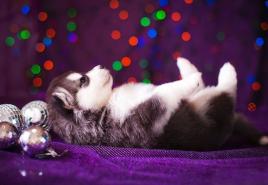 How to properly feed a husky puppy dry food?