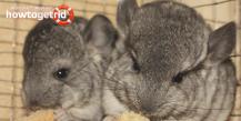 How to care for a chinchilla at home