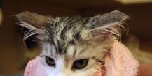 Cum să faci o baie corectă la o pisică - este posibil să faci baie pisicilor și cât de des?