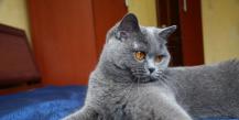 Голубой британский кот — чистый Великобританец
