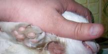 Grybelis katėms: pradinės stadijos simptomai ir gydymas