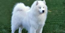 Samoyed Laika: description of the breed, features of upbringing and care
