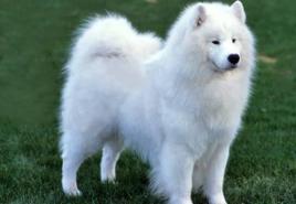 Samoyed Laika: description of the breed, features of education and care