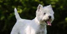 Câinii ca jucării - rase frumoase de câini de talie mică