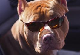 Video: Rase de câini - Pitbull