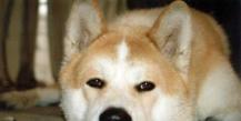 Sakhalin Huskies: description of the breed, character, photo
