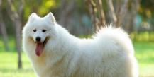 Samoyed is a breed of dog