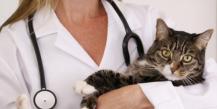 Anthelmintic for cats