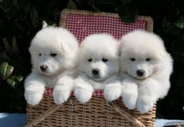 Samoyed dog breed: description, characteristics, photos and price